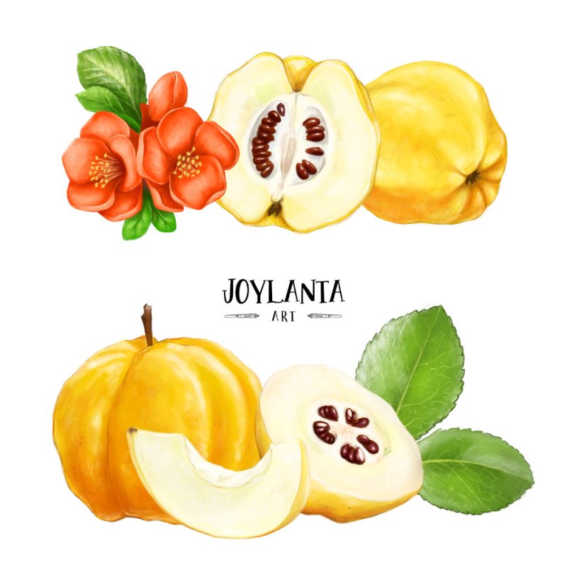 Cidoniju ilustrācijas
